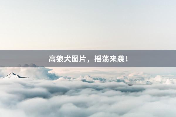 高狼犬图片，摇荡来袭！